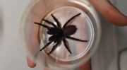 Parque recebe 'mega-aranha' com capacidade de perfurar unhas