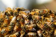 Trabalhador morre ao ser atacado por enxame de abelhas no PR