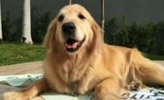 Cão encosta em poste e morre após levar choque no Paraná
