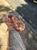 Cobra exótica é resgatada por biólogo em Apucarana; veja