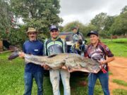 Família pesca peixe de mais de 40 kg no Rio Paraná