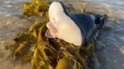 Criatura marinha misteriosa é encontrada em praia