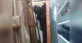 Cachorro fica preso em vão de construção em Apucarana; saiba mais