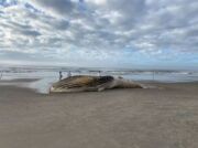 Uma baleia-jubarte em decomposição foi encontrada nesta quarta-feira (24)