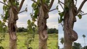 Impressionante: jiboia se camufla em árvore, dá bote e captura anu