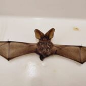 O morcego foi levado para análise