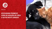 Apucarana promove feira de adoção de cães e gatos neste sábado