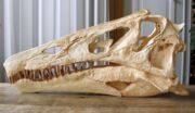 Crânio do Irritator Challengeri reconstruído e impresso em impressora 3D