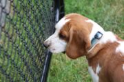 Promotoria relata que o equipamento utilizado no cachorro “emitia descargas elétricas assim que o sensor da coleira identificava vibrações nas cordas vocais do animal”