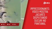 Impressionante: vídeo mostra jacarés disputando sucuri no Pantanal