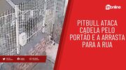 Pitbull ataca cadela pelo portão e a arrasta para a rua
