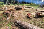 Operação de fiscalização remota aplicou R$ 5,9 milhões em multas por desmatamento ilegal no Paraná