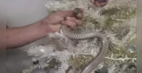 Cobra se esconde em árvore de natal e assusta família; veja