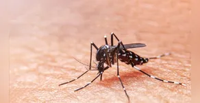 Saúde de Arapongas atualiza boletim semanal da dengue