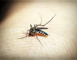 Casos de Dengue permanecem estáveis em Arapongas