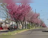 As cerejeiras-ornamentais (sakura) chegaram no município de Apucarana pelas mãos dos primeiros imigrantes japoneses