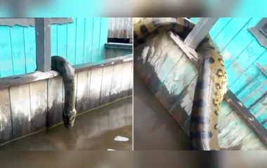 A cobra apareceu nas águas alagadas da região, consequência das inundações causadas pelo rio Solimões