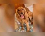 Cachorro que teria sido morto por homem que teria ciúmes da relação da namorada com o animal