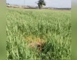 O corpo foi encontrado por trabalhadores rurais numa lavoura de trigo, em Rolândia