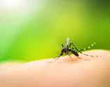 O mosquito Aedes aegypti, além da dengue, transmite zika e chikungunya
