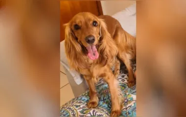 Cachorro que teria sido morto por homem que teria ciúmes da relação da namorada com o animal