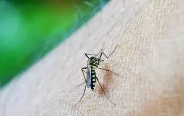 Paraná registrou 186 novos casos de dengue