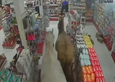Cavalos invadiram farmácia no Rio de Janeiro