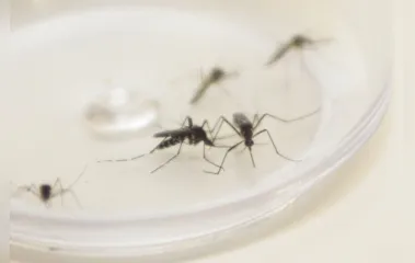 Municípios da 16ª RS somam agora 4.336 casos de dengue
