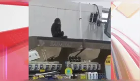 Macaco invade mercado, come pinhão e abre latas de cerveja; vídeo