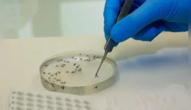  O mosquito Culicoides paraenses, conhecido como maruim ou mosquito-pólvora, é considerado o principal transmissor da febre do oropouche 