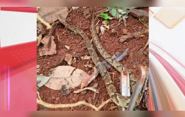 A serpente foi encontrada, por volta das 12h58