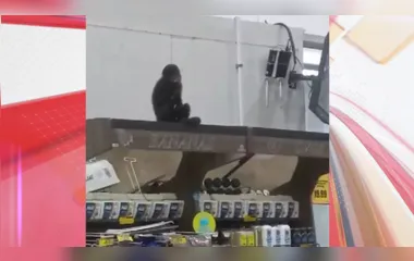 Macaco-prego foi resgatado em segurança