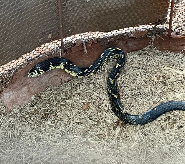 Cobra caninana é encontrada na AABB, de Jandaia do Sul