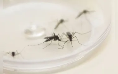 Zika, assim como a dengue, é uma doença causada pelo Aedes Aegypti