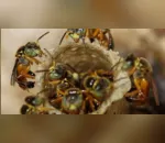 Embrapa realiza curso online sobre criação de abelhas sem ferrão