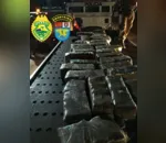 Polícia apreende maconha escondida em carga de algodão