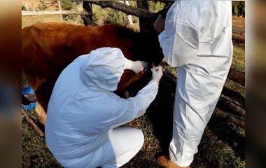 Adapar realiza inquérito soro-epidemiológico do rebanho bovino