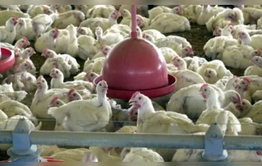 Abate de frangos no país atingiu volume recorde no primeiro trimestre