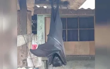 Foto de morcego gigante assusta a população