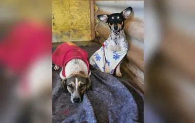 Cachorros são resgatados de saco amarrado; assista