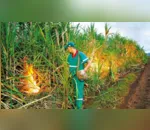 Queima controlada da cana-de-açúcar é suspensa por 30 dias no Paraná
