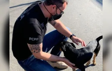 Cachorro que sofria maus-tratos é resgatado