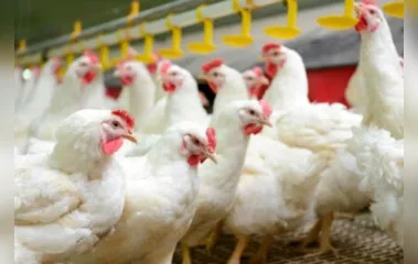 Brasil diz que não foi notificado pela China sobre Covid em frango