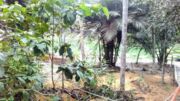 Cientistas utilizam plantas amazônicas em pesquisa sobre covid-19
