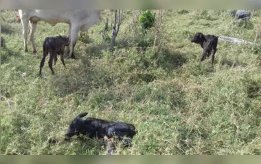 Três vacas dão à luz bezerros trigêmeos ao mesmo tempo no interior do Paraná
