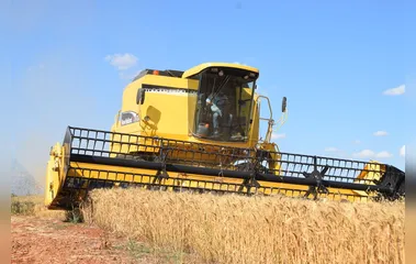 Colheita de trigo movimenta R$ 349,3 milhões na região