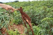 Boletim agropecuário destaca retomada do plantio de mandioca