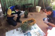Adapar monitora sementes misteriosas enviadas a 21 cidades do Paraná