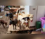 Cães que estavam sem alimentos por uma semana devoram corpo da dona