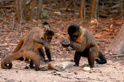 Paraná registra três mortes de macacos por febre amarela